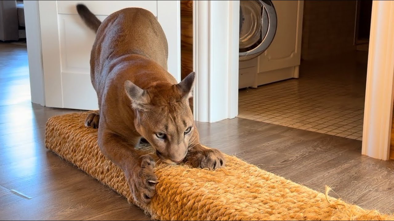 Кто кого поборол? Пума Месси и Саша большое противостояние! 