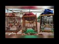 สิงคโปร์เลี้ยง นกหัวจุก  Jambul - Wingchun (pama) master of many different cages (competition bird)