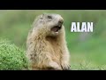 SPRECHENDE TIERE Alan Alan Steve Das Original Davis Schulz