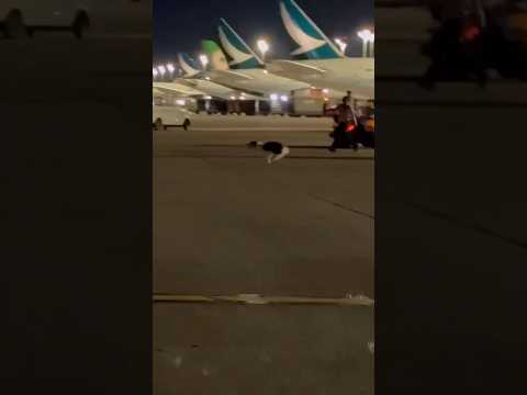 整個停機坪都是我的遊樂場！