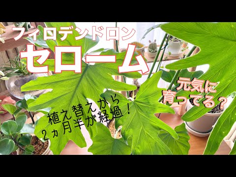 セローズフィロデンドロン、セロウム、ツリーフィロデンドロン、フィロデンドロン・ビピンナティフィダム