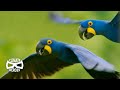 Hyacinth Macaws Run A Unique Seed Distribution Service Wild To Know