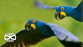 Hyacinth Macaws Run a Unique Seed Distribution Service | Wild to Know