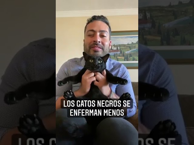 Vídeo relacionado con Generisch Sudadera unisex con curiosos gatos negros – Jersey con divertido diseño de gato y texto japonés | Parte superior original para los amantes de los gatos, M