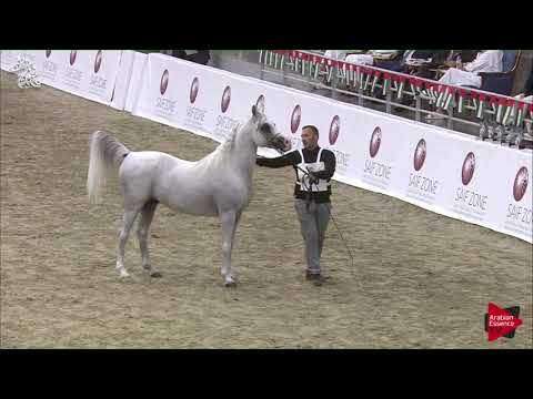 N 85 TAMIM AL BIDAYER   SHARJAH 2018 SE