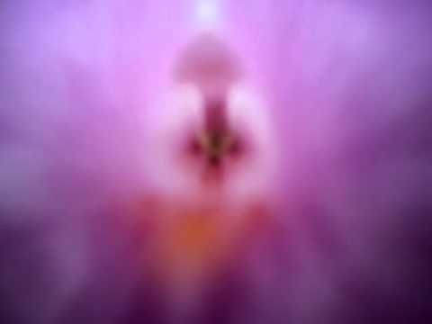 viagem ao centro da flor3