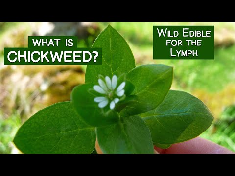 image-How fast does chickweed grow?