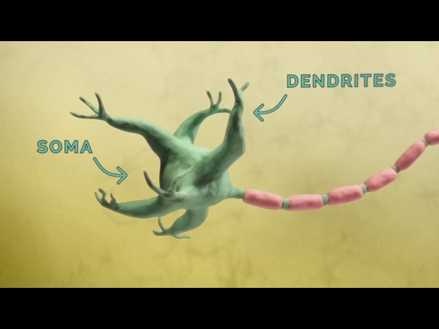 Vidéo Prononciation de synapse en Anglais