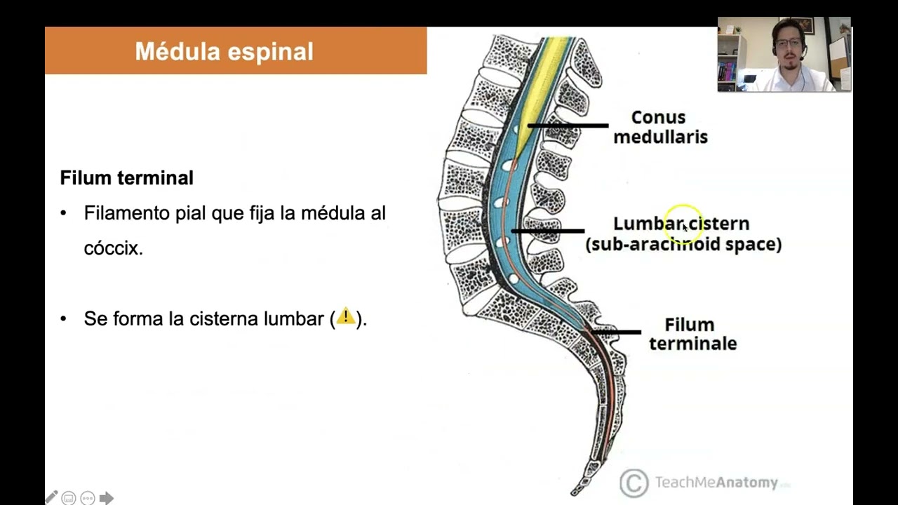 Tema 4. Generalidades de la médula espinal