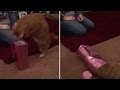 Kitten Does Cartoon Swan Dive Into Wine
