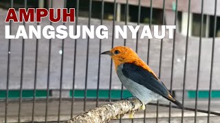 Download lagu Burung kemade jawa jantan gacor ‼️ Suara pancingan kemlade / cit keres bahan agar cepat bunyi ngalas mp3 Download lagu Burung kemade jawa jantan gacor ‼️ Suara pancingan kemlade / cit keres bahan agar cepat bunyi ngalas mp3