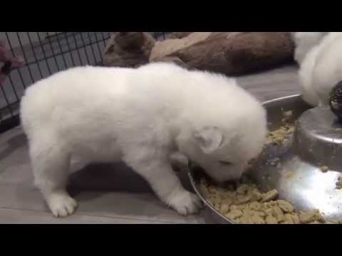 06 03 15 X kullet 3 uker