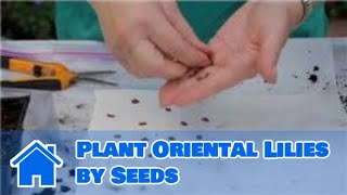 Lilies & More : How to Plant Oriental Lilies by Seeds