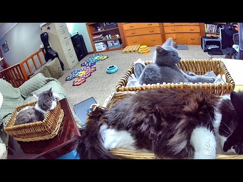 Baskets of Squeee And A Paulie Update