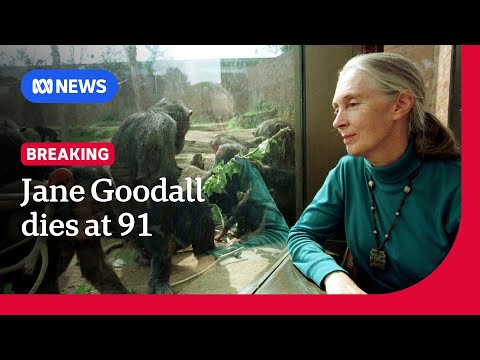 Chimpanzee expert Jane Goodall dies at 91 in US | ABC NEWS