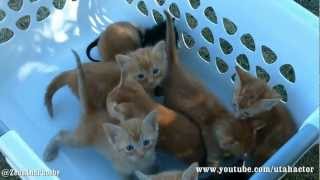 Basket of Meowing Kittens