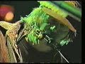 Neil Young & Crazy Horse - Campaigner