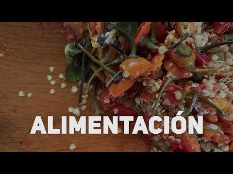 Niños de primaria hablan sobre la alimentación
