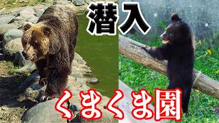 【くまくま園】秋田でデッカいヒグマと超かわいい子熊に会えるらしい。【秋田県】