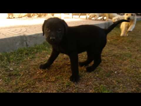 Labrador puppies 40 days