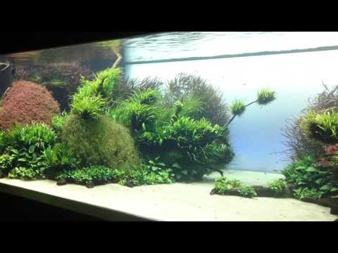 Takashi Amano aquariums, Lisbon