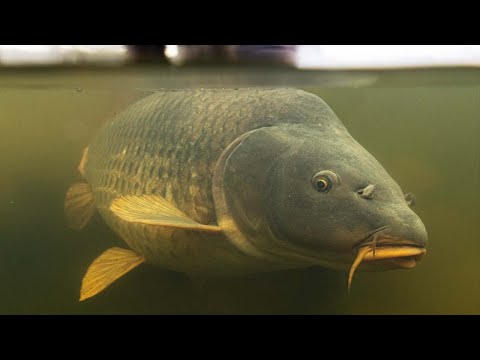 Karpfenangeln an einem unbekannten See