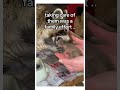 That S Not A Cat Wholesome Animals