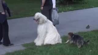 preview picture of video 'White Dog With a Nice Smile ; Belgrade,Serbia,Europe'