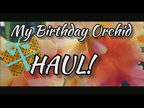 Schwerter orchid haul unboxing birthday video in July 2022