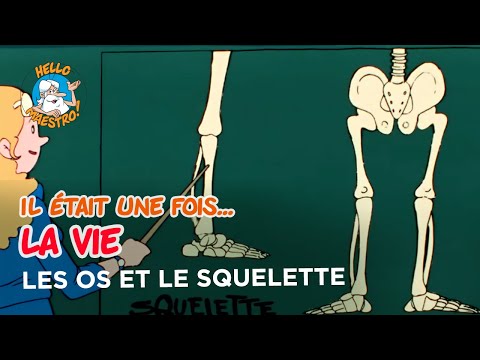 Il était une fois… la Vie 🌱- Les os et le squelette 🦴