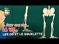 Il était Une Fois La Vie Les Os Et Le Squelette