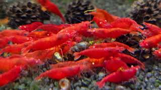 Neocaridina davidi var. Red Fire GE