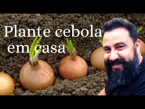 How to plant onions step by step! A bountiful harvest!