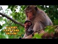 Rarest Moment King Monkey Kaviki Help Care For BABY GRACIE