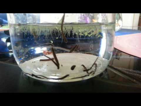 Mein Blutegel(Hirudo verbana) Nachwuchs