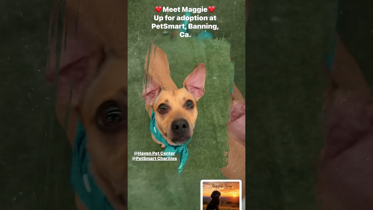 Enlarge Maggie, a Adoptable mixed breed in San Jacinto, CA video 6/6