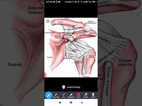 Shoulder Ligaments Anatomy