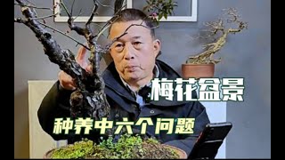 梅花养不好或开花少，这个6个原因是否注意了