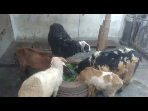 shalibanda Syed Ali chabutra landmark location Sitara hospital 8500480637