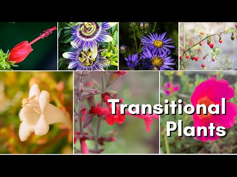 Top Transitional Plants 🌞🌑 | Versatile Choices for Sun & Shade with Rusty Allen