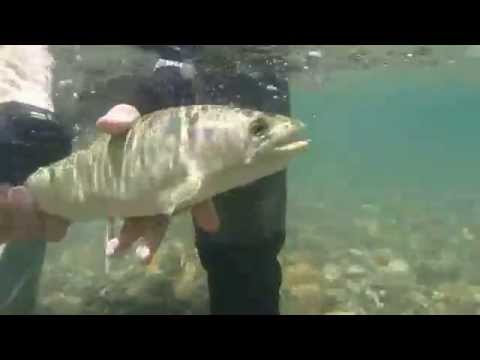 Video del Río Limay Medio Prov. de Neuquén Patagónia Argentina