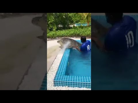 Schildkröte im Pool