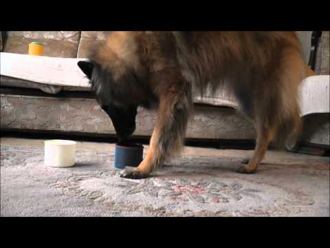 Dog Trick  stacking cups - clicker dog training in Fareham  www.tammysdogtraining.co.uk