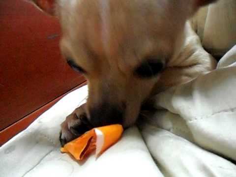 My dog name is Sarang!