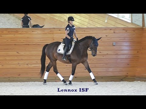 Lennox ISF Under Saddle at Iron Spring Farm, June 2020  SOLD