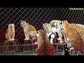Big Cats At Ringling Brothers Circus