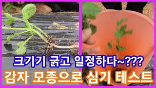 이거 성공하면 감자 하나로 10개이상 심는다 홍감자 모종심기 테스트~귀농귀촌 주말농장 텃밭 전원일기