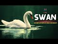 Swan Nature S Epitome Of Grace And Beauty Hindi Infinity Stream
