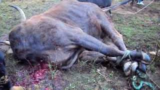 preview picture of video 'matando a la vaca'