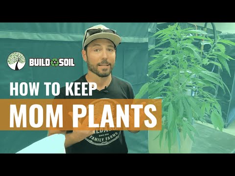 BuildASoil: HOW TO MAINTAIN YOUR MOM PLANTS